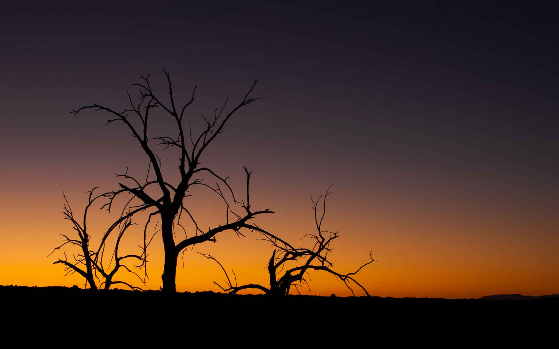 Sunset Shot With A Silhouette Of Bare Trees In The Desert